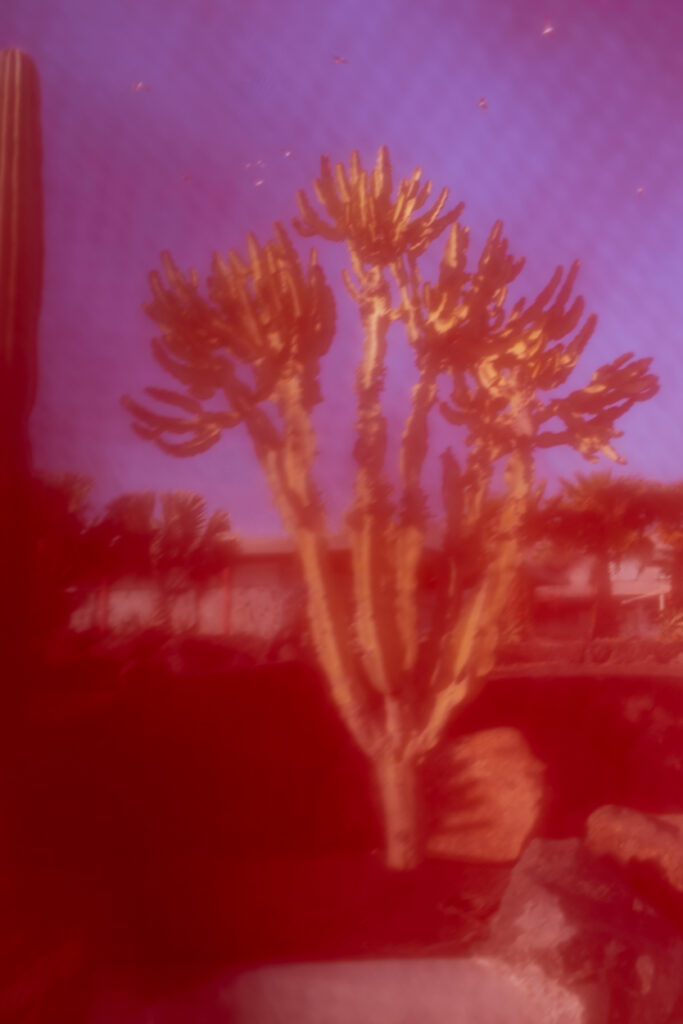 Photo Obsession cactus de l'artiste Gaëlle COZ